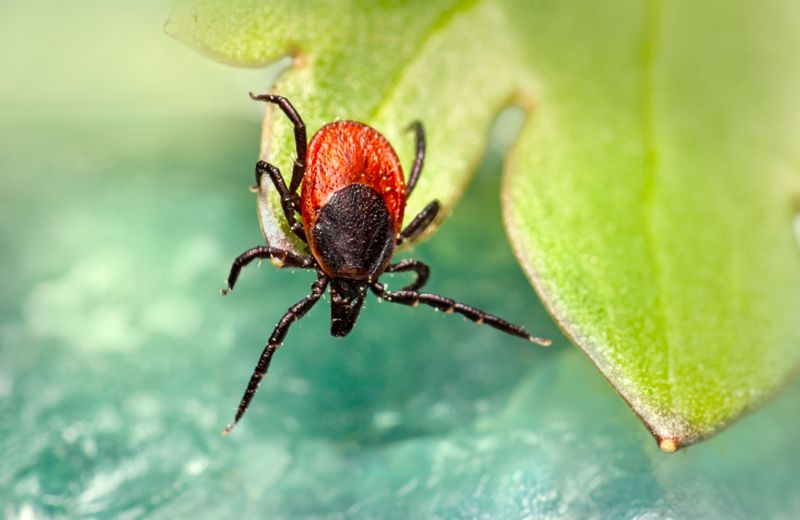 Gulf Coast Ticks