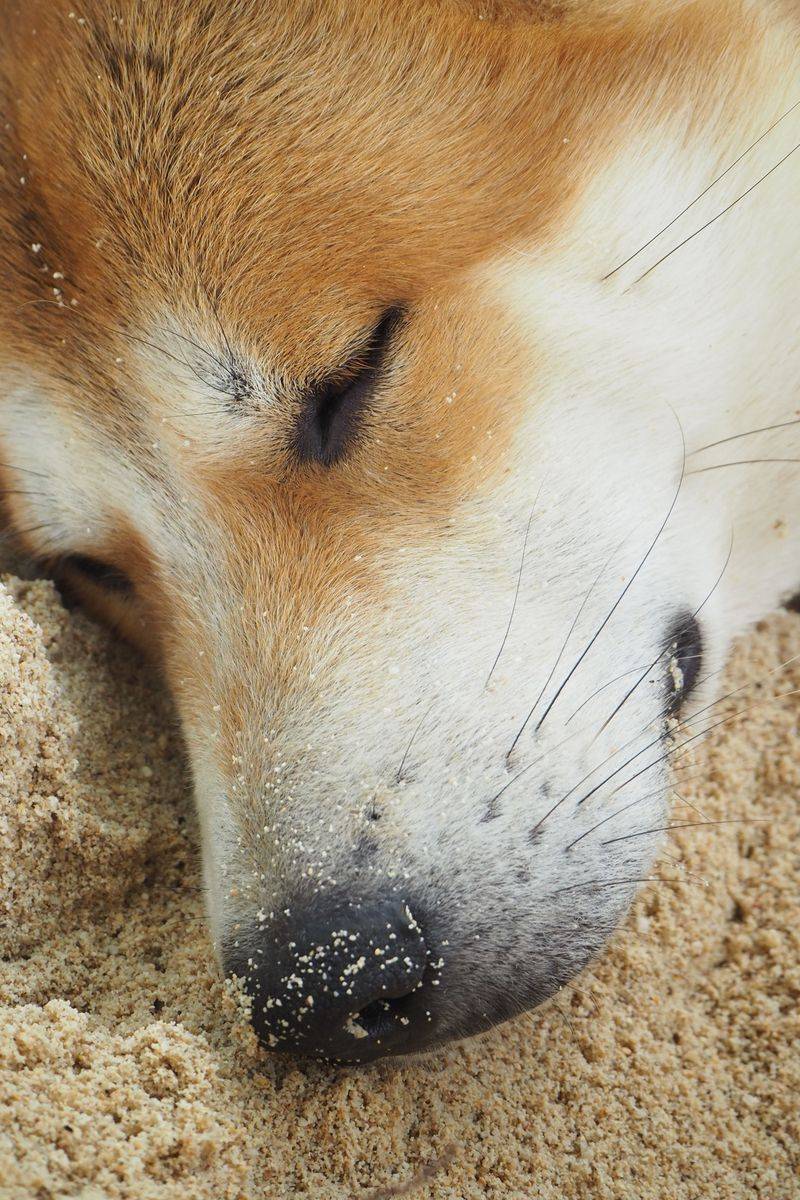 Give Your Dog Breaks From The Action