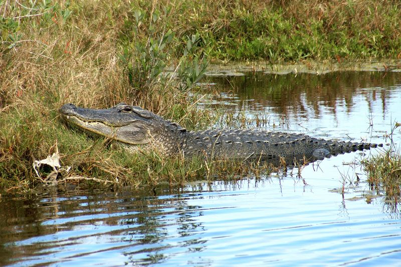 Be Careful Around Alligators