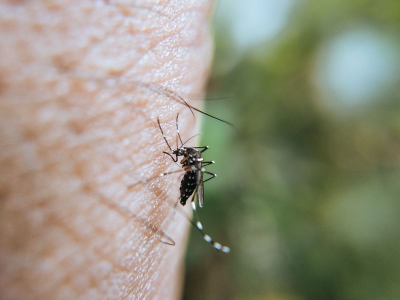 Watch for Mosquitoes After the Rain