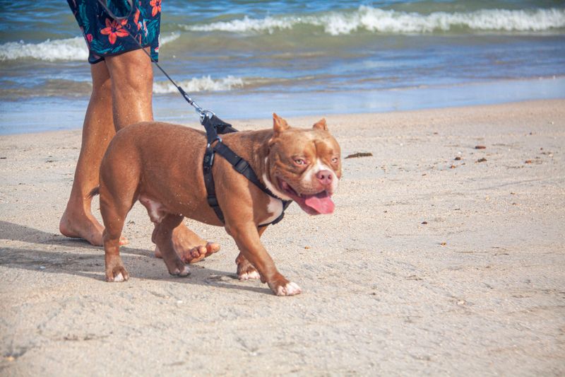 Know When Leashes Are Required