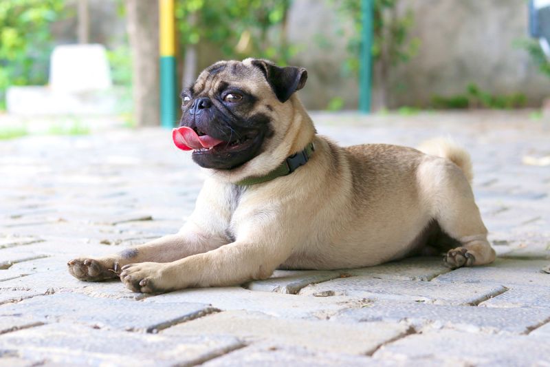 Some Dogs Feel the Heat Sooner