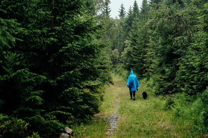 Humidity Helps Ticks Stay Active