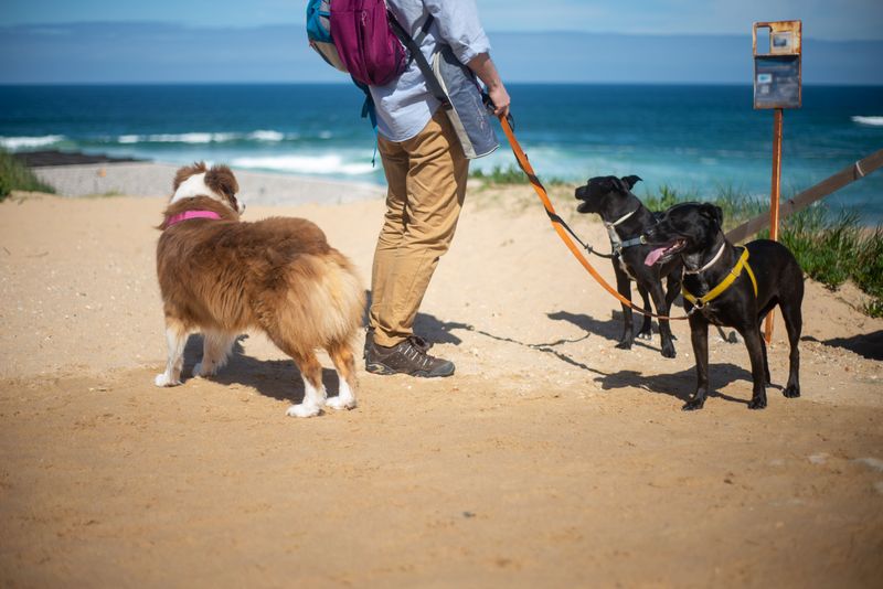 Check Your Dog After Every Outdoor Trip