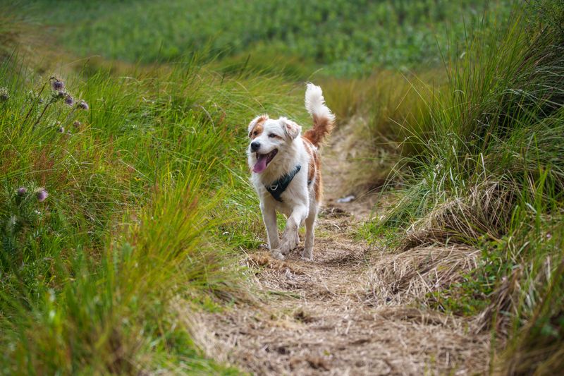 Low Brush Is Where Dogs Collect Hitchhikers