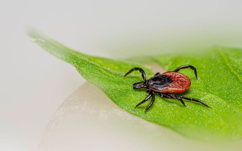 Ehrlichiosis from Lone Star Tick Bites