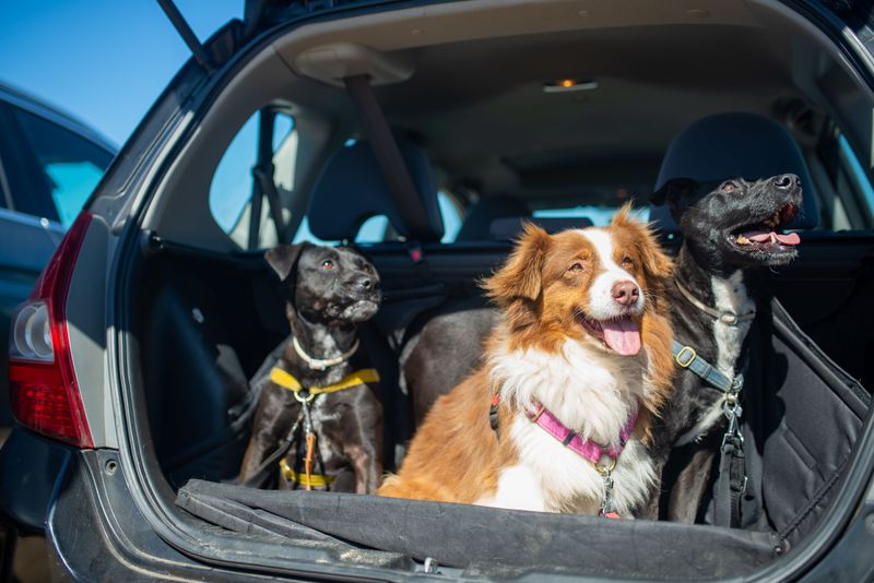 Practice Getting Your Dog Into The Car