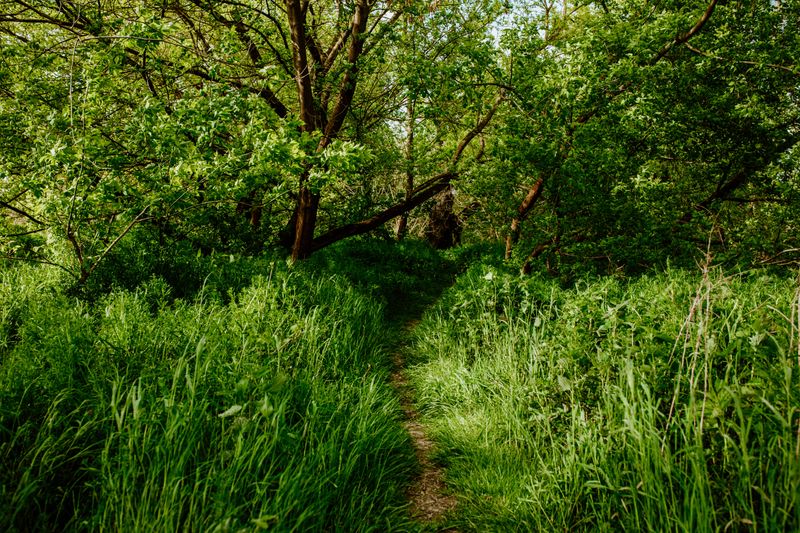 Stay Alert In Dense Vegetation