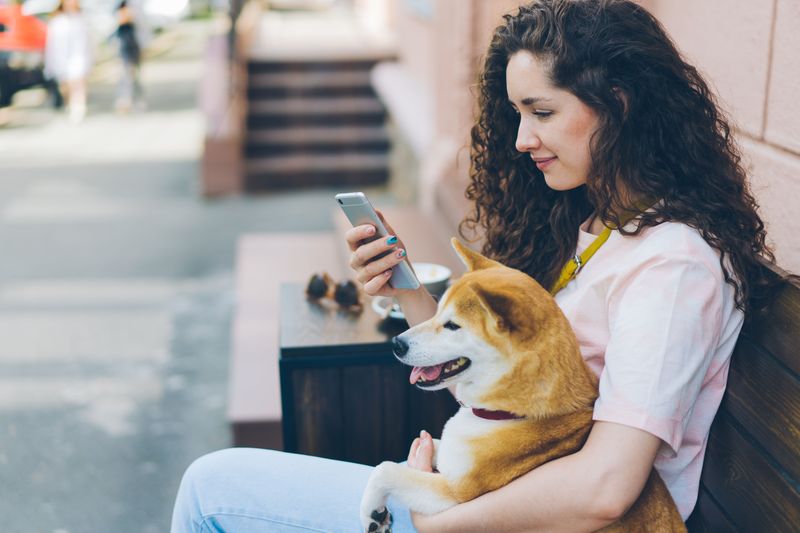 Check That Your Dog's Microchip Information Is Current