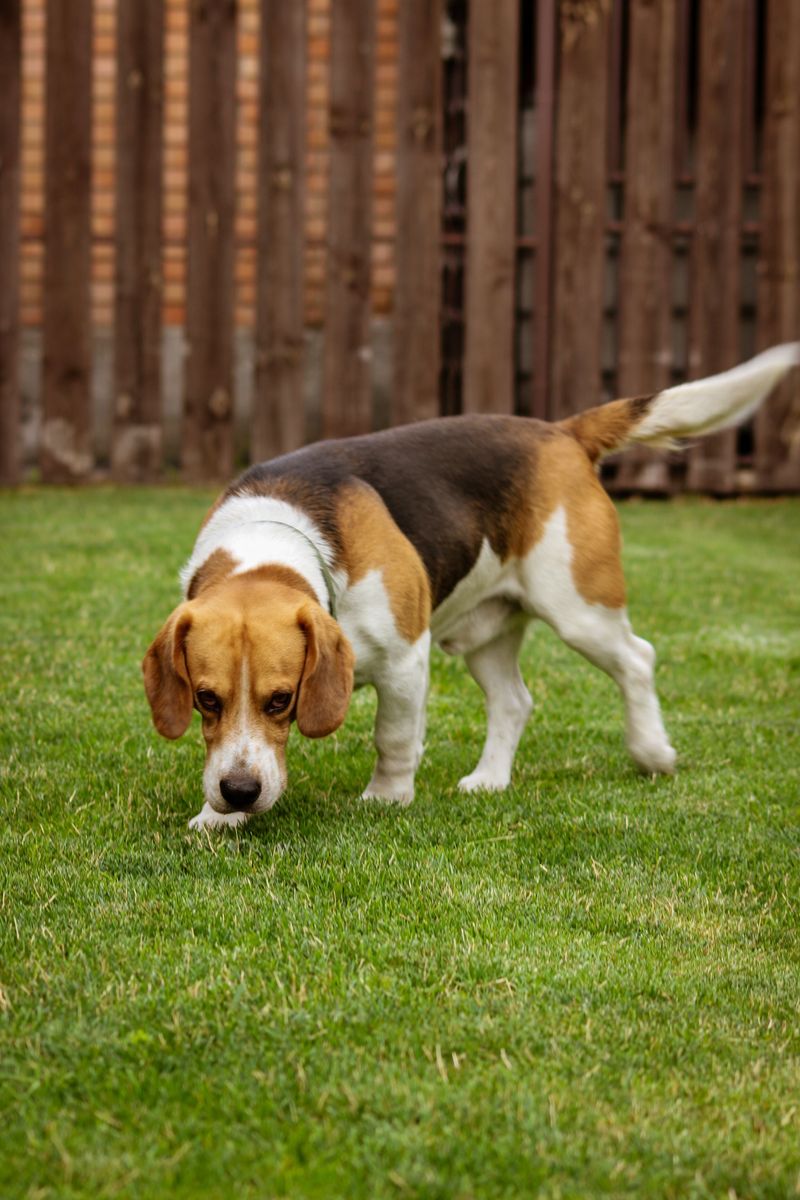 Check Your Dog Even After A Short Walk