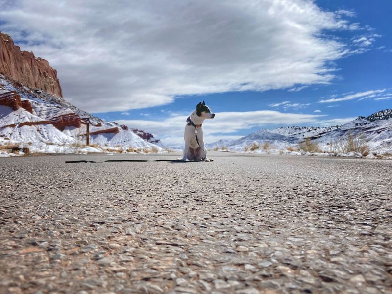 Keep Your Dog Cool in Utah's Desert Heat