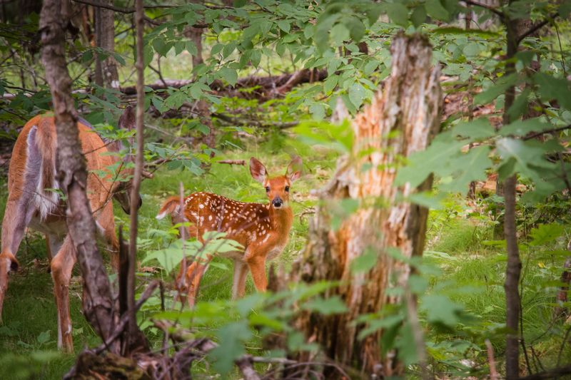 Leave Young Wildlife Alone