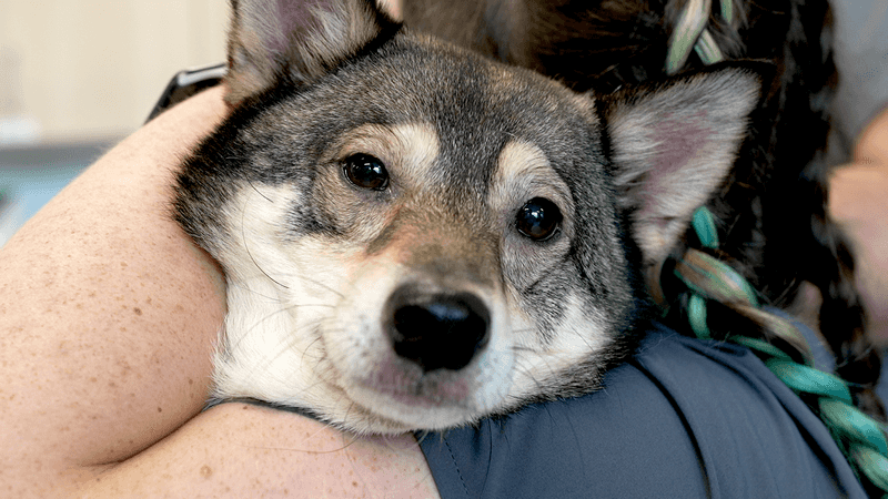 A Suspected Venomous Bite Means Vet Care Right Away
