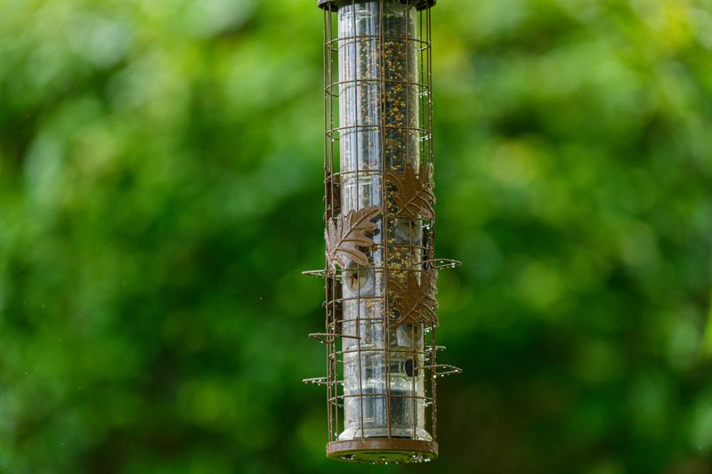 Bird Feeders Can Attract Unwanted Visitors