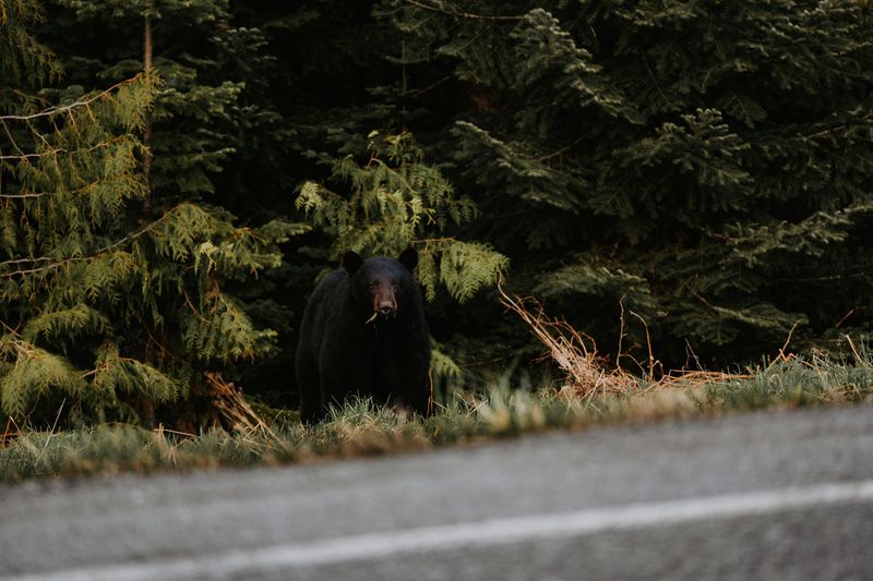 Never Approach a Bear for a Better Look