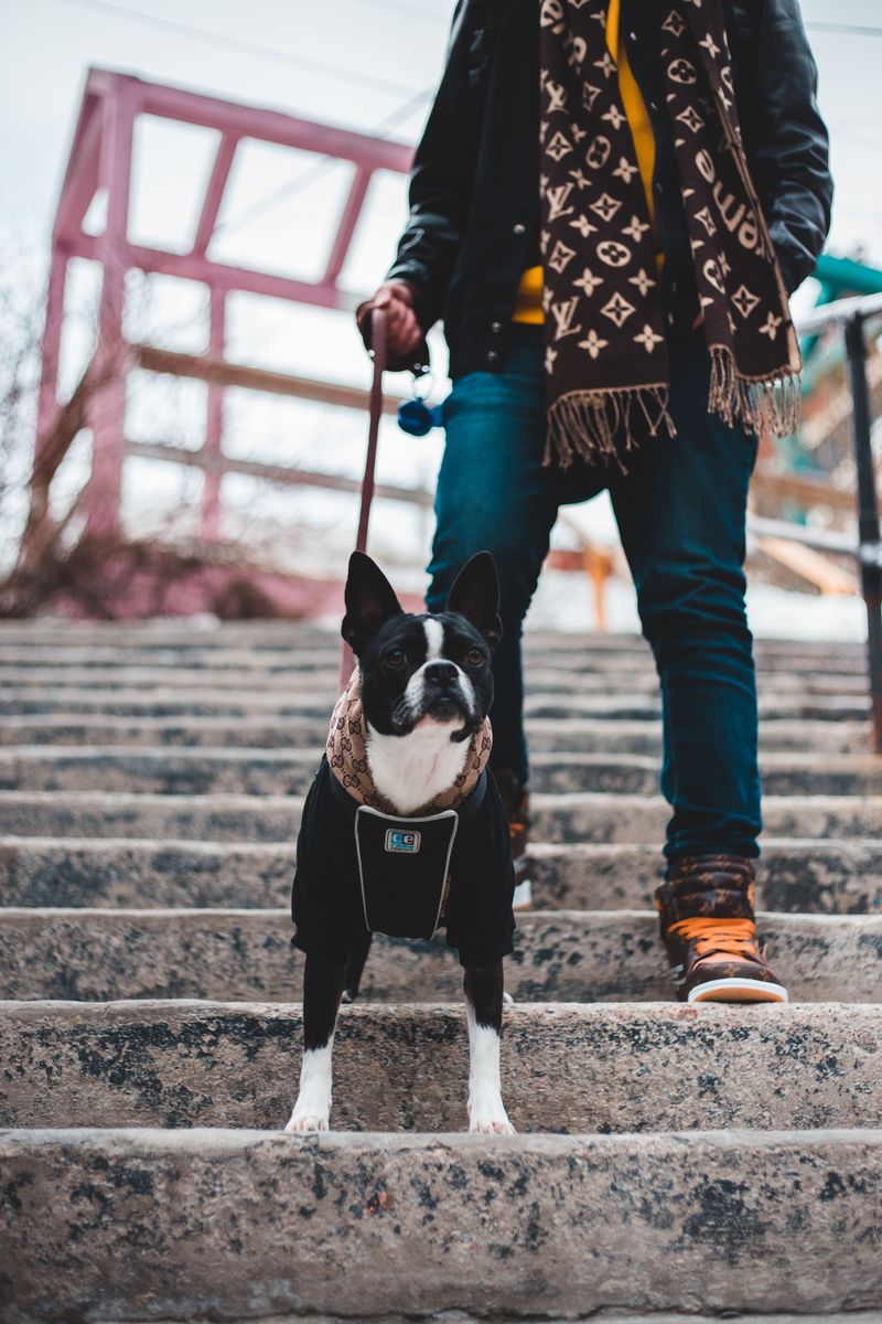 Boston Terrier