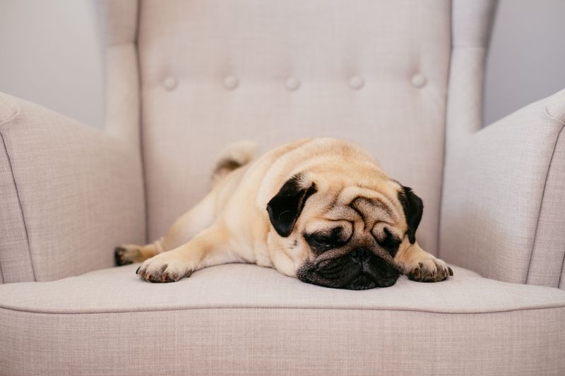 Pugs Prefer A Comfortable Home Base