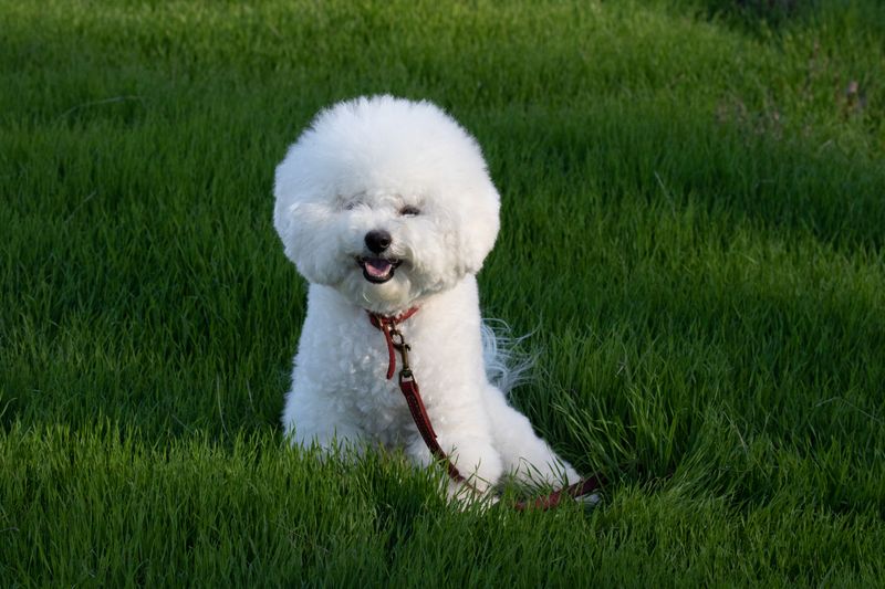 Bichon Frise: The Cotton-Ball Comedian