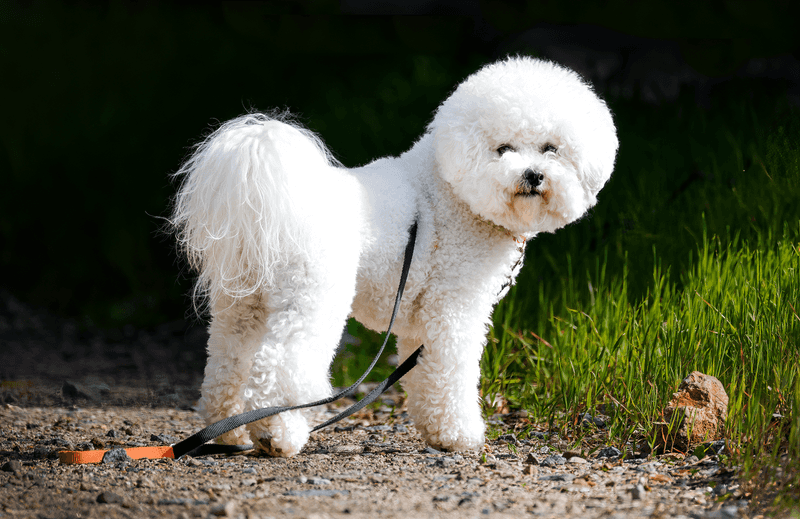 Bichon Frise
