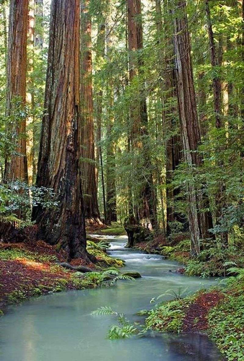 Montgomery Woods State Natural Reserve
