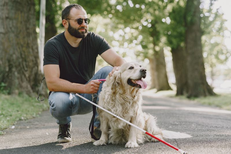 Assistance Dogs Can Receive Free Permanent Registration