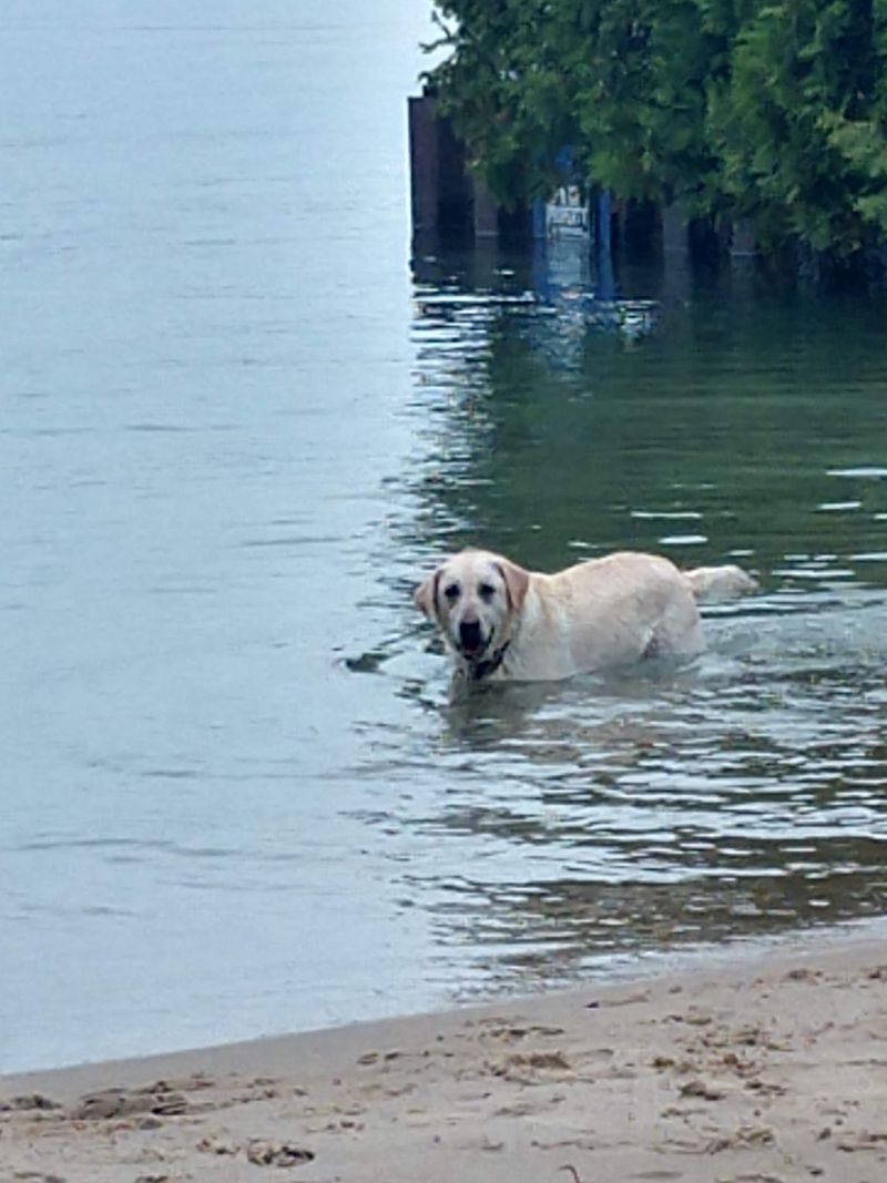 Zoll Street Beach, Harbor Springs