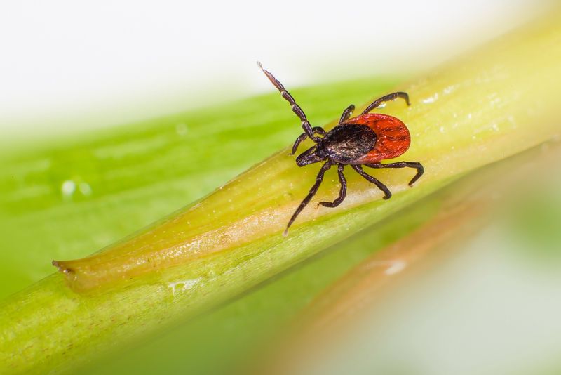 Blacklegged Ticks Can Spread Several Diseases