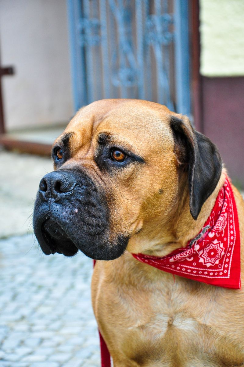 Bullmastiff: Mellow Muscle With a Soft Spot