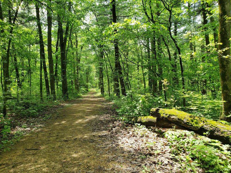 White Pines Forest State Park and Mount Morris