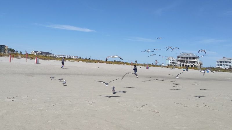 Galveston: Island Vibes for Sea-Loving Pups