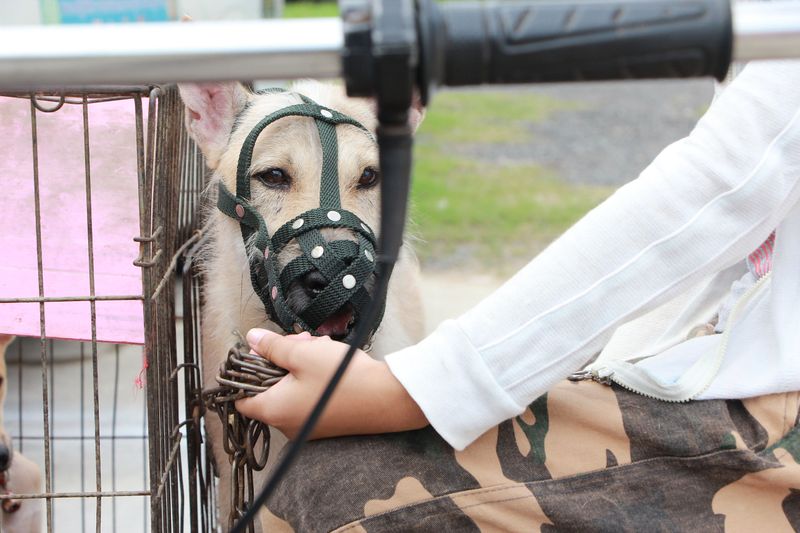 Exempt Dogs Are Treated as Unvaccinated After a Bite
