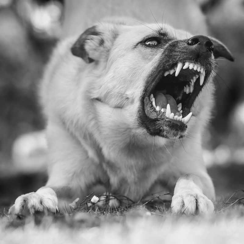 Reporting Rabies Symptoms Is an Owner Duty