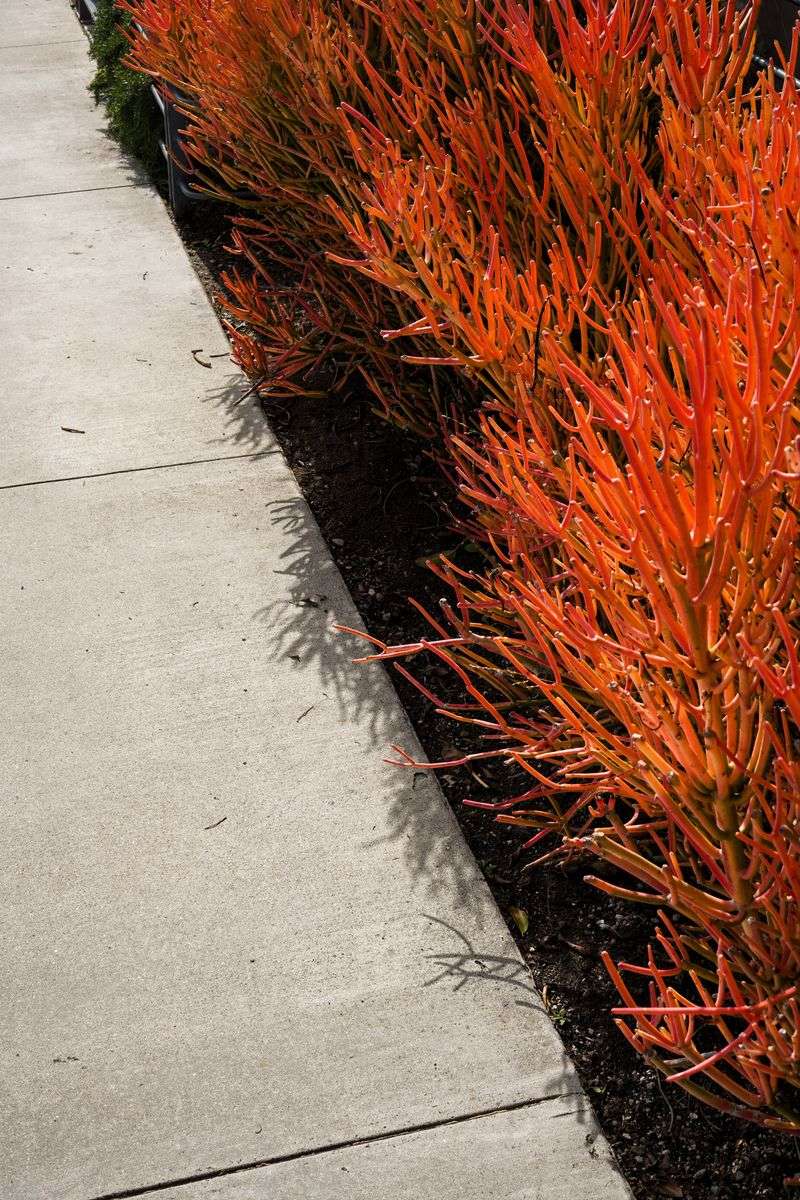 Firesticks