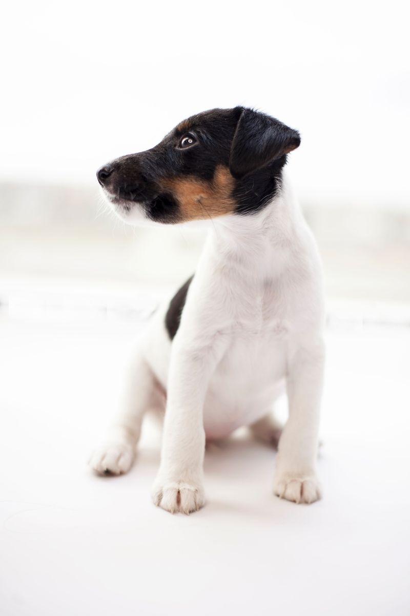 Toy Fox Terrier