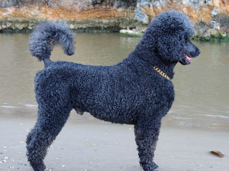 Poodle