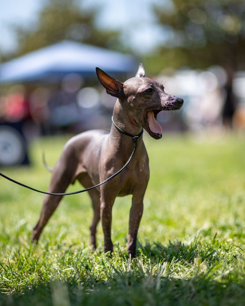American Hairless Terrier: Sunscreen Required