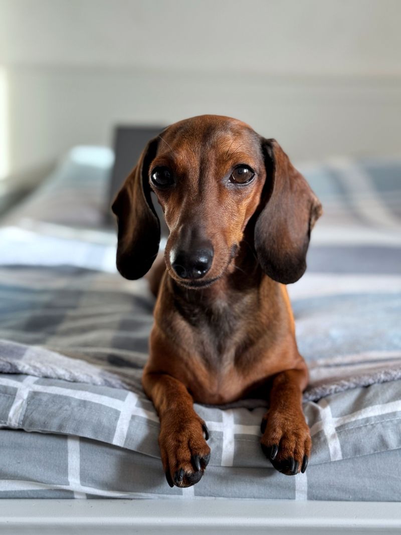 Smooth-Coated Dachshund