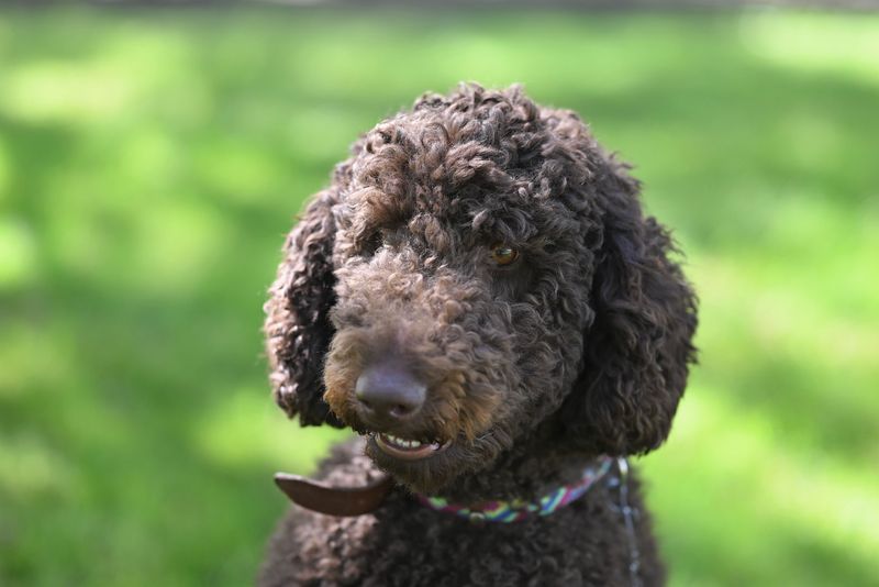 Standard Poodle