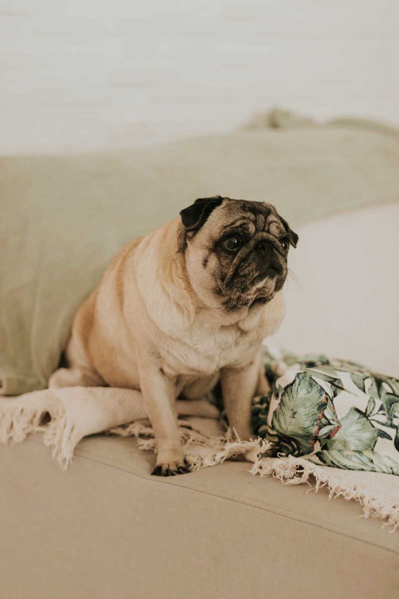 Pug