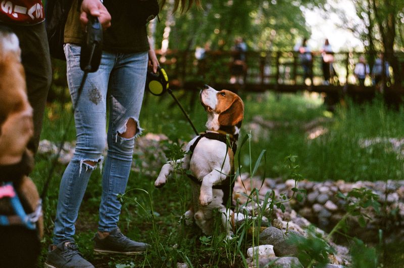 Beagle