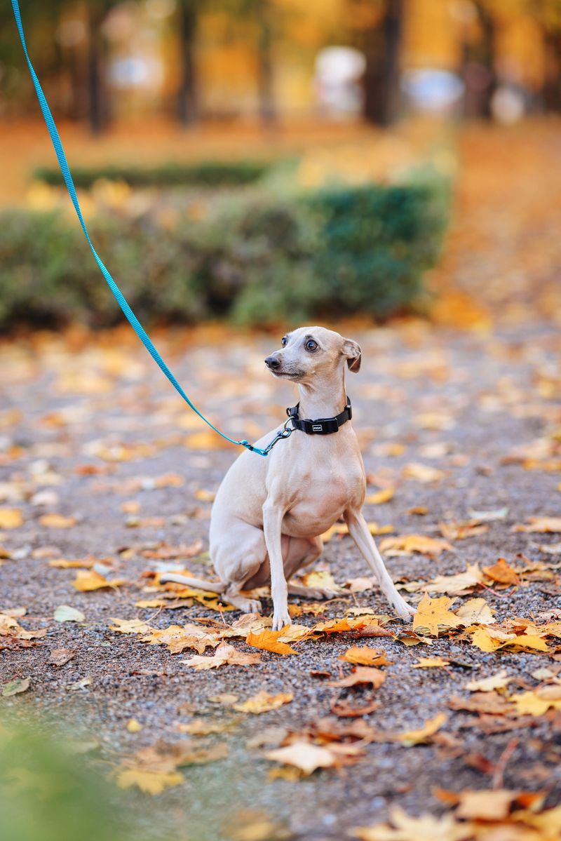 Italian Greyhound
