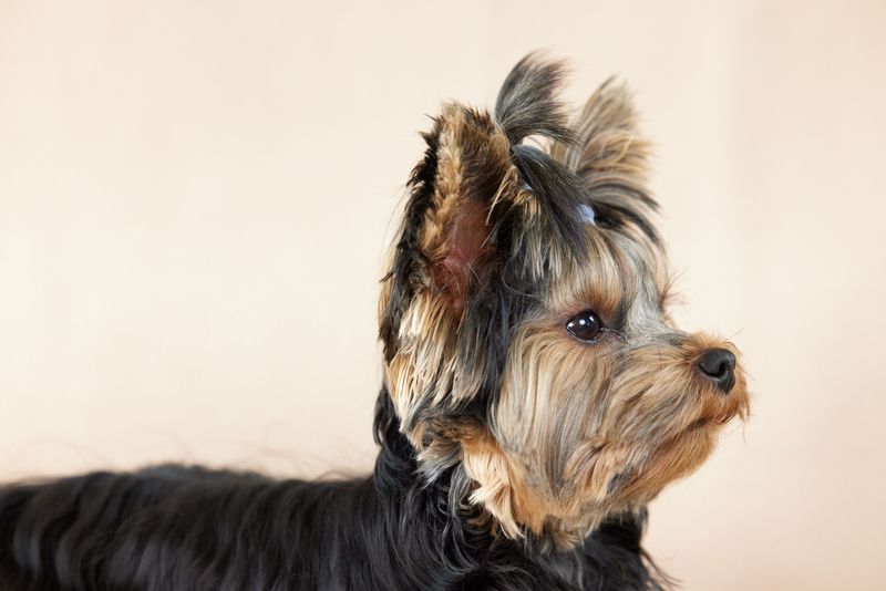 Yorkshire Terrier: Purse-Sized With a Watchdog Resume