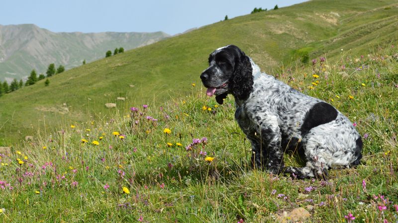 English Cocker Spaniel