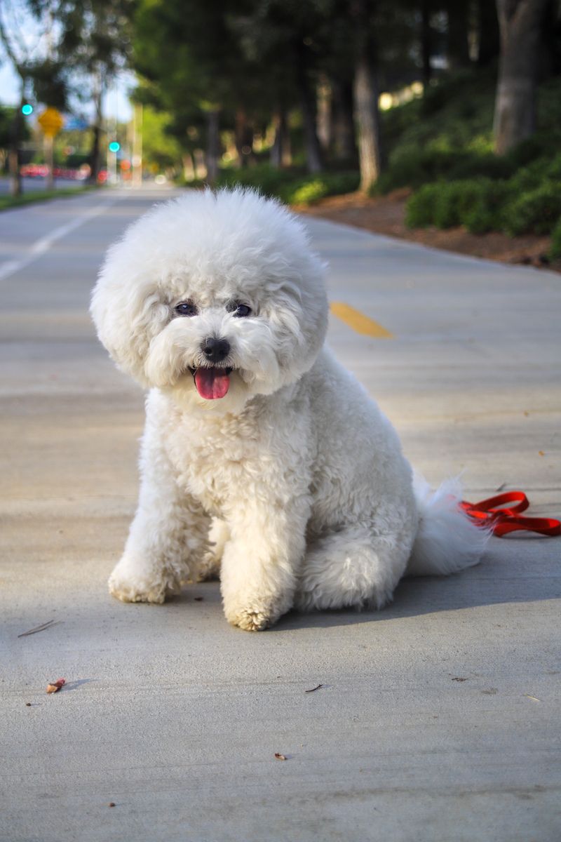Bichon Frises Adapt Well To City Routines