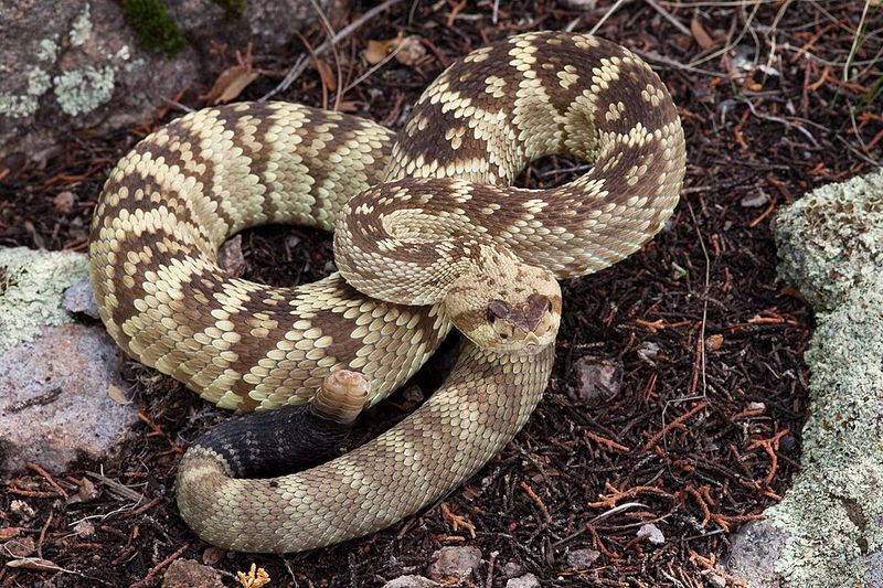 Black-Tailed Rattlesnake
