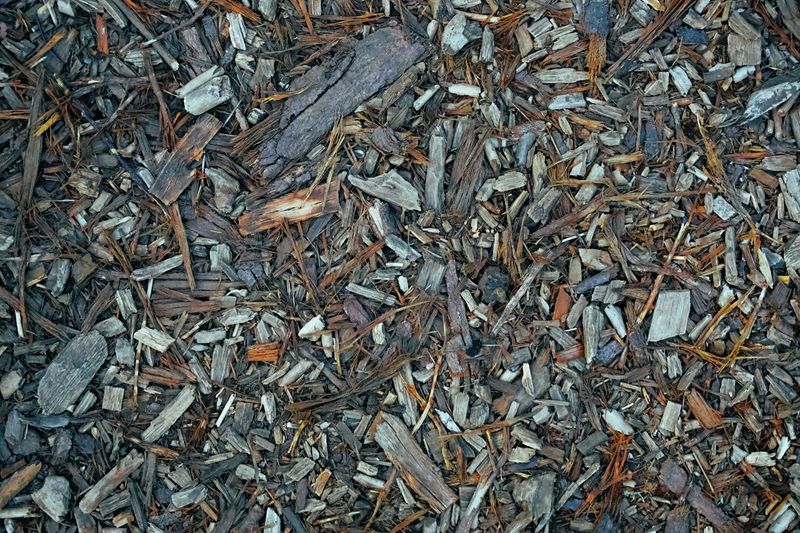 Cocoa-Bean Mulch in the Flower Beds