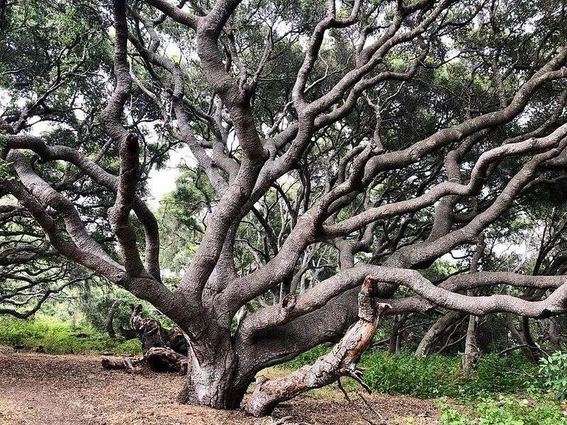 Los Osos Oaks State Natural Reserve