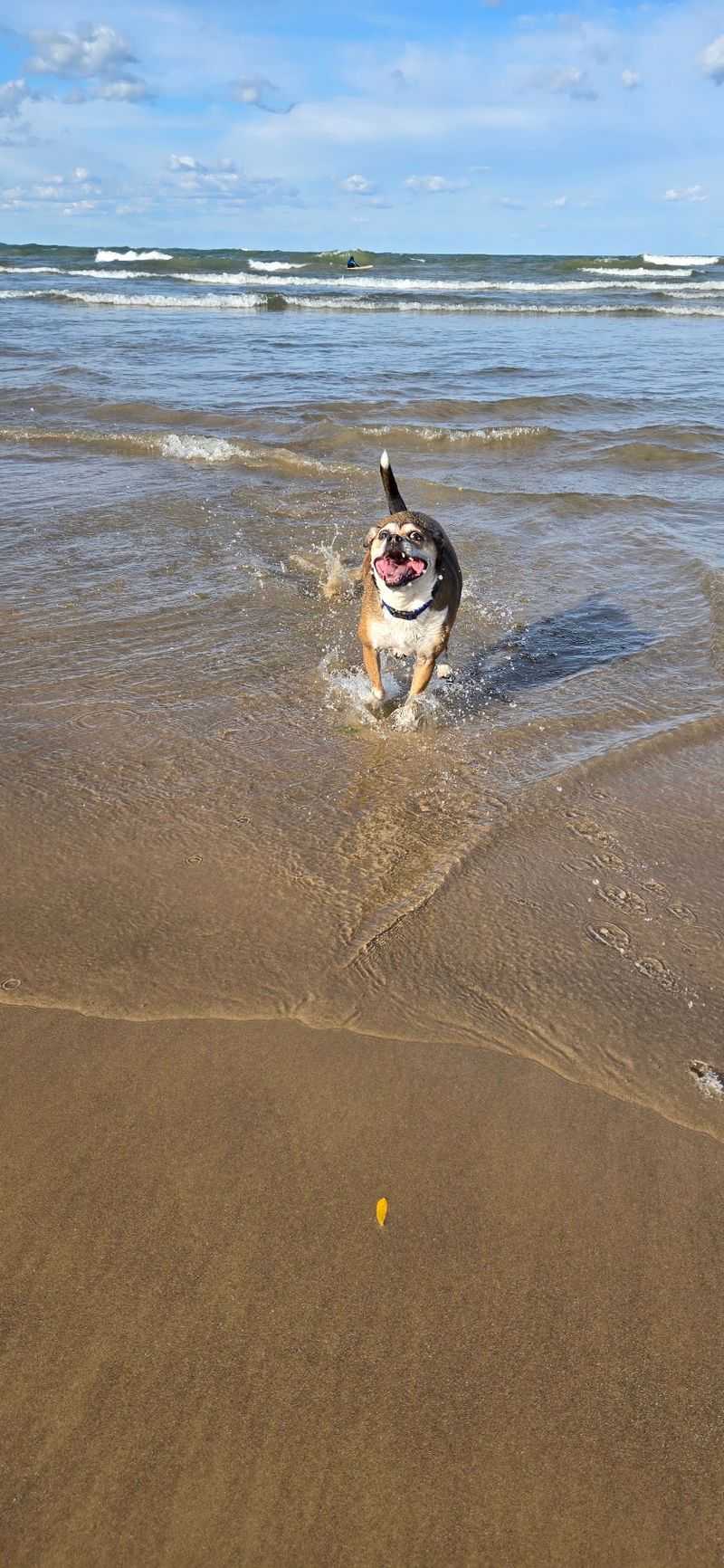Montrose Beach Dog Friendly Area, Chicago