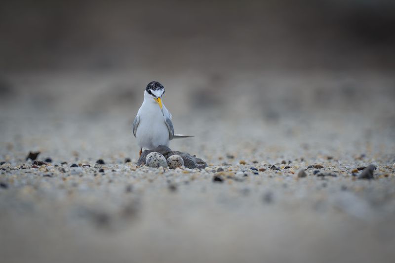 Watch For Seasonal Wildlife Protections