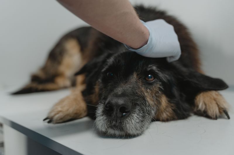 Heartworm Infections Damaging the Heart and Lungs